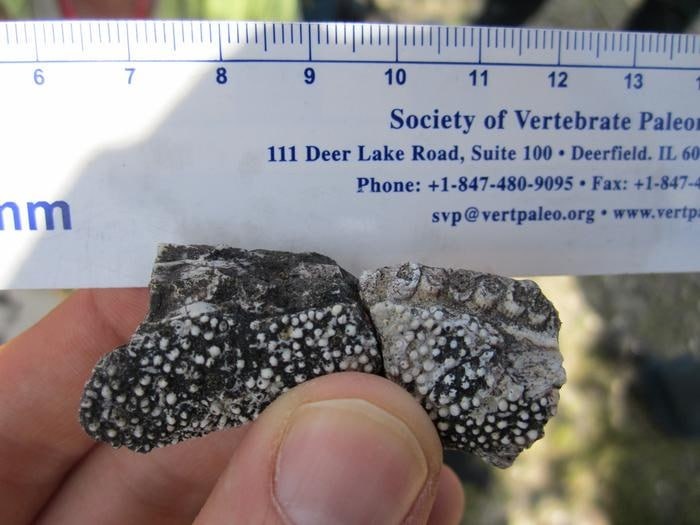    Ken Angielczyk, Field Museum