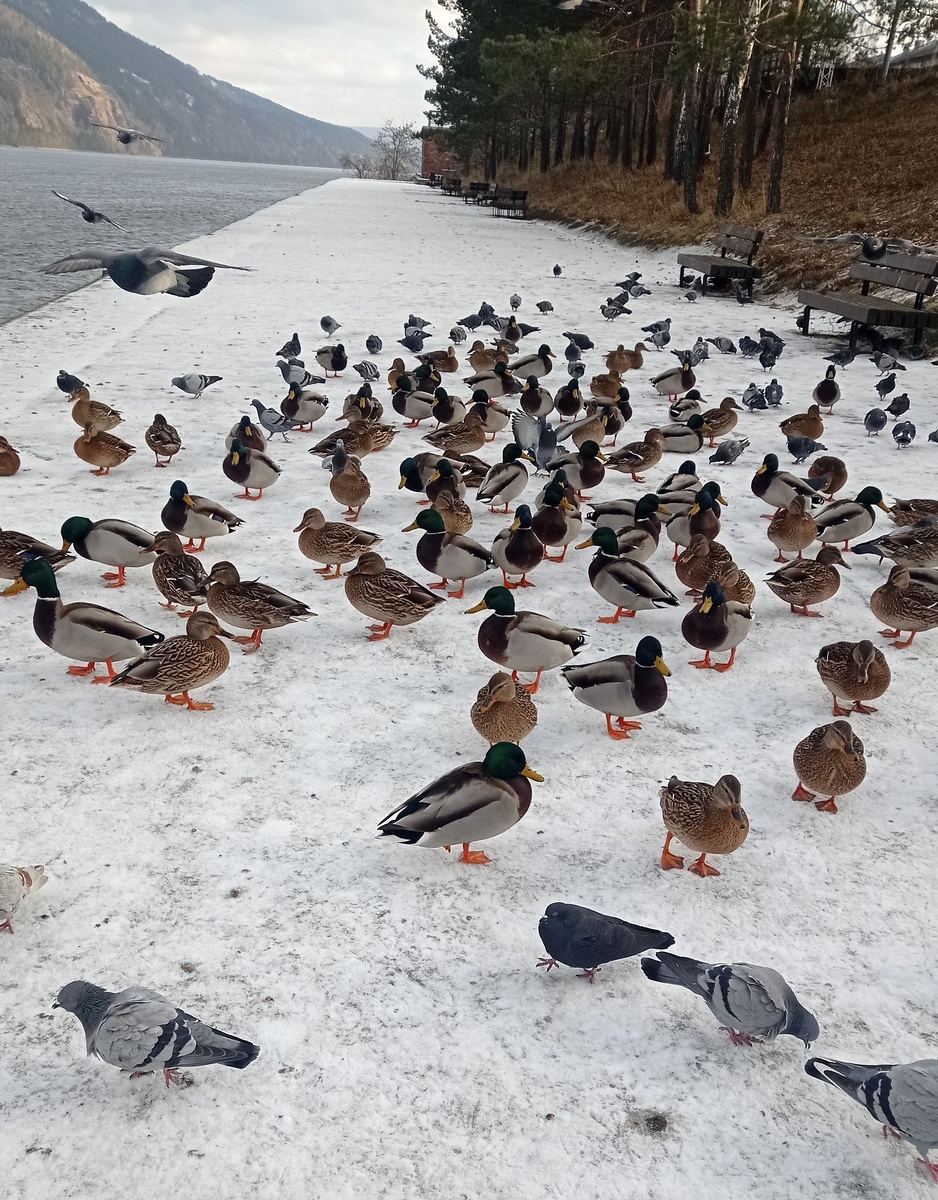 Мы друзья перелетные птицы.