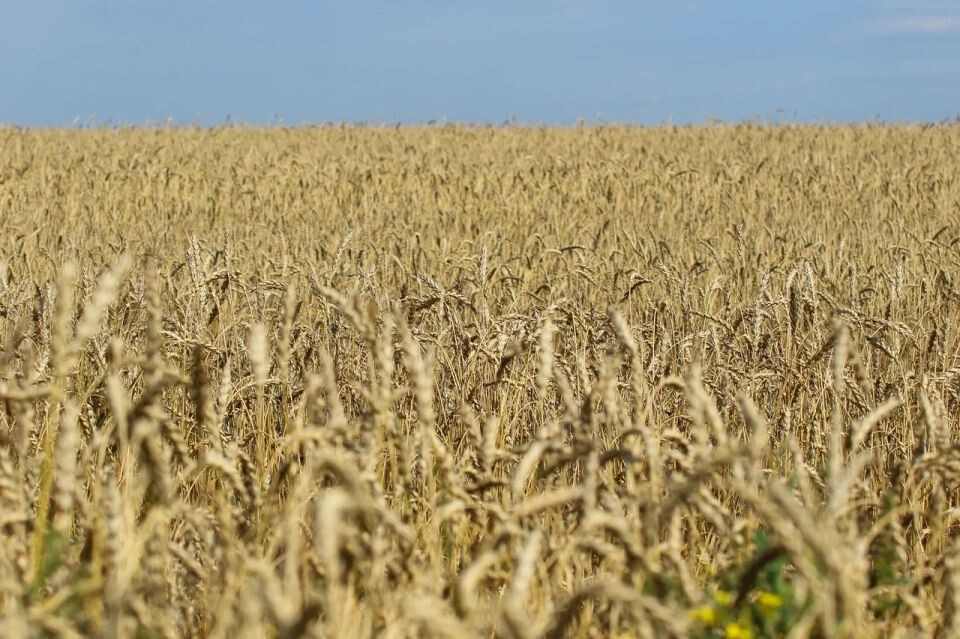    Зерно. Урожай. Источник: Толк