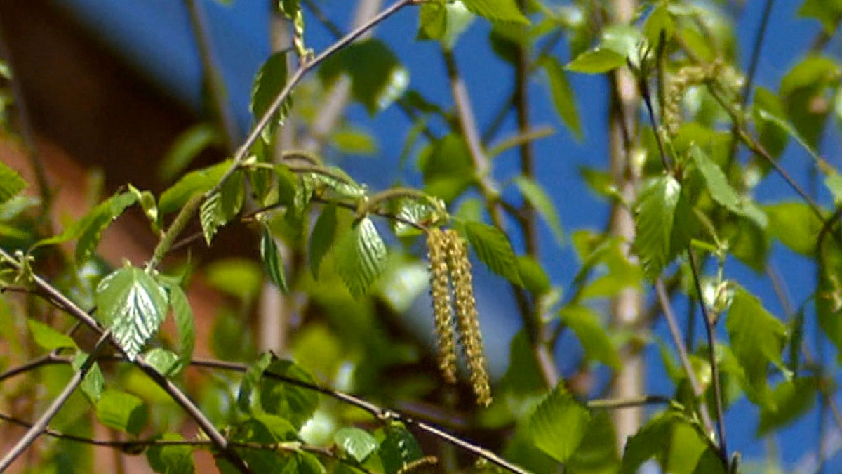    Вести-Москва. Цветение