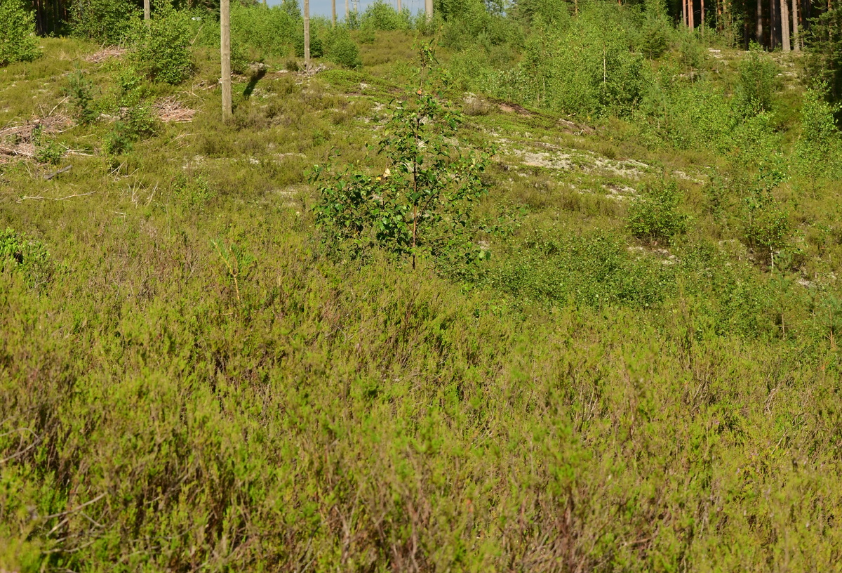 Типичный биотоп