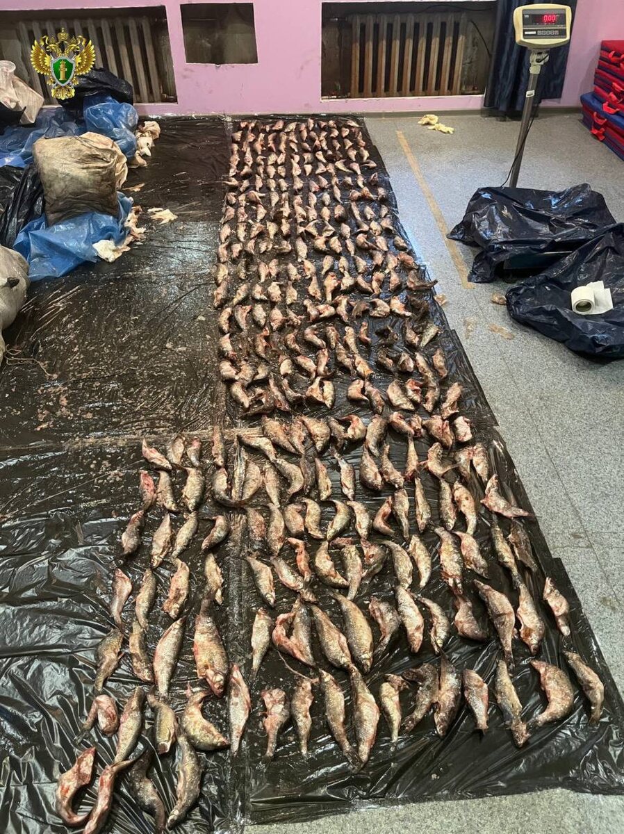    Якутия рыба браконьеры