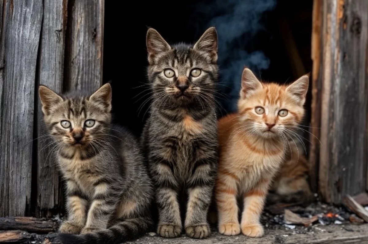    Кошачья семья спасена пожарными из горевшего дома в Комсомольске-на-Амуре