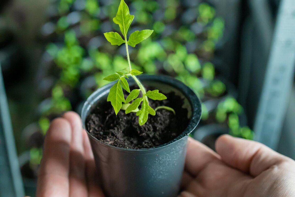    Помогите вашей рассаде окрепнуть 123RF/legion-media.ru