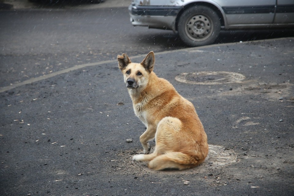    В Красноярске в 2,5 раза увеличат суммы на отлов бродячих собак ИВАНОВА Диана