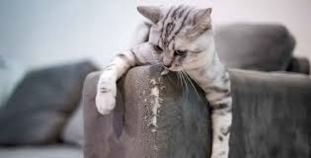 Кот царапает диван