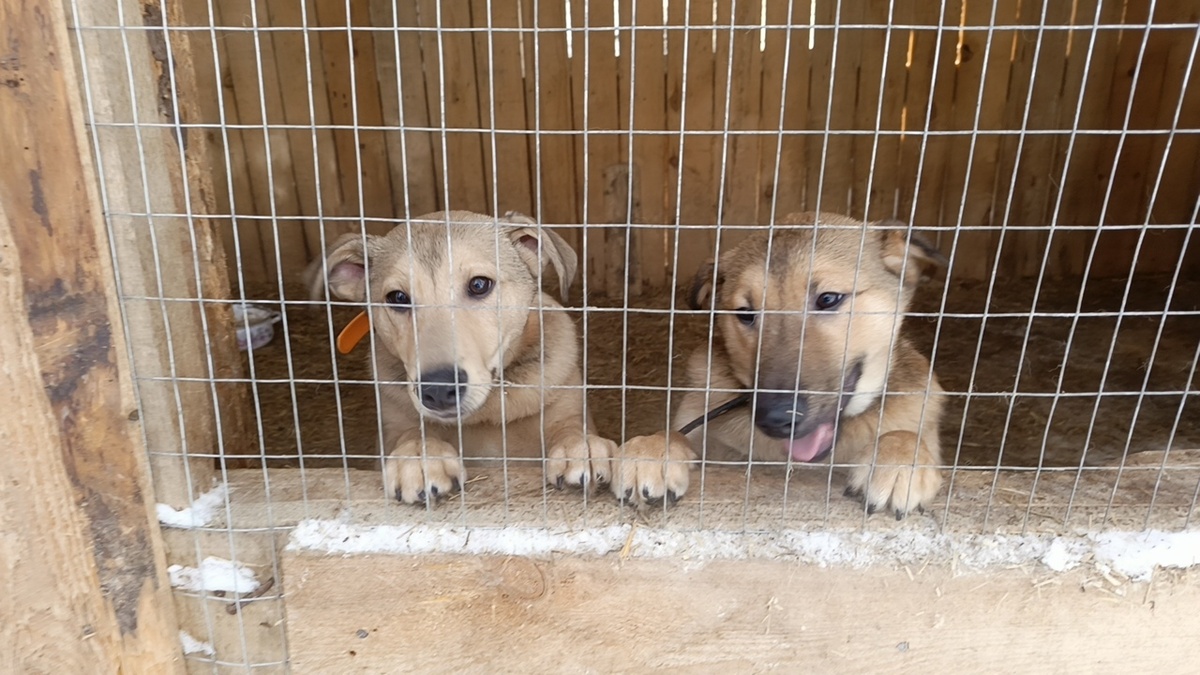 Дети Чики. Чикушата