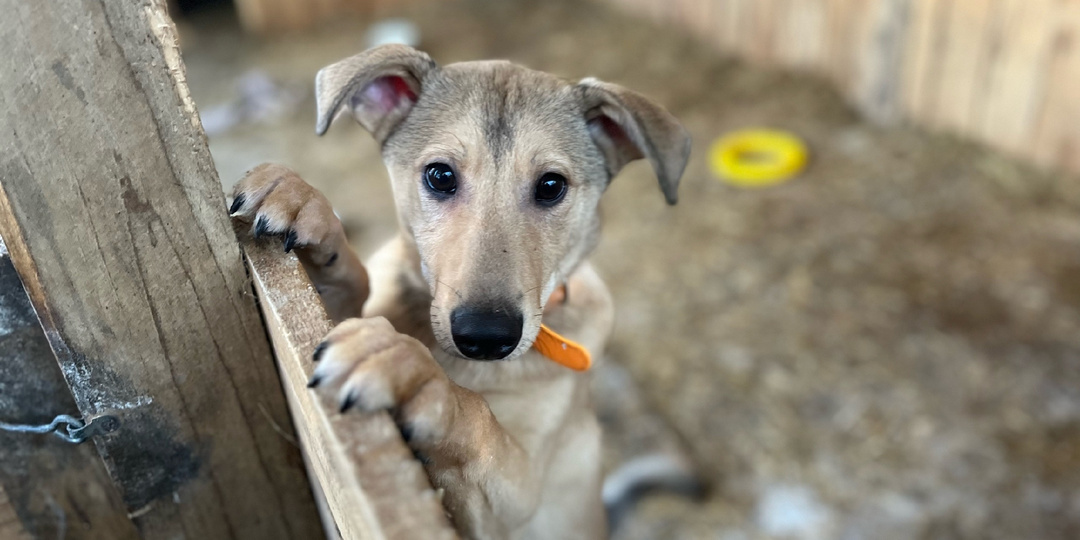 "Невидимые" дети  приюта.Сотни людей листают ленту, но не видят щенков