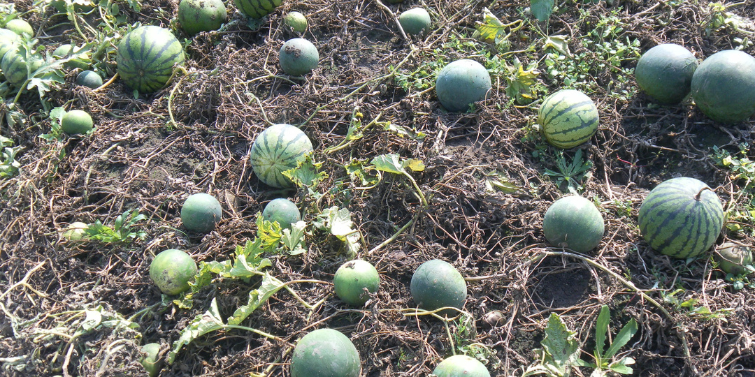 Как вырастить арбуз в Сибири: практическое руководство для садоводов