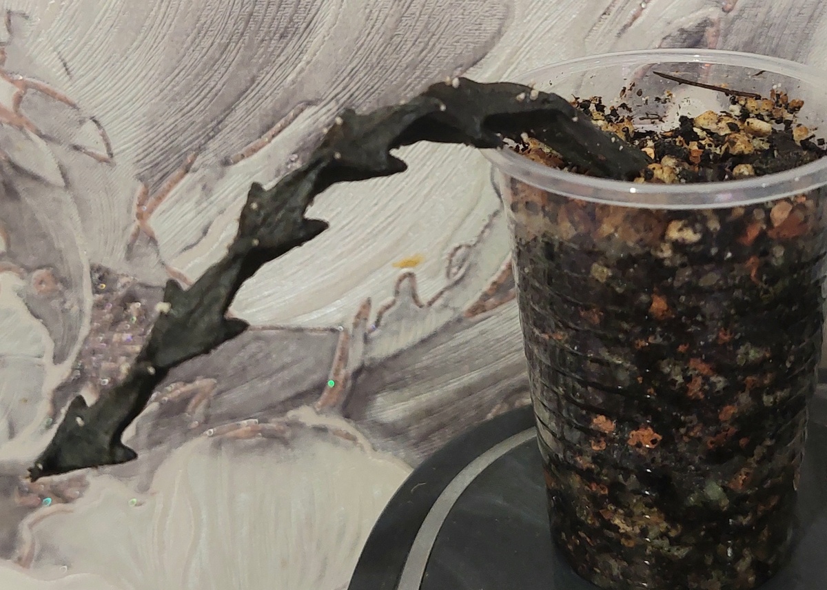 Церопегия Арманди. 