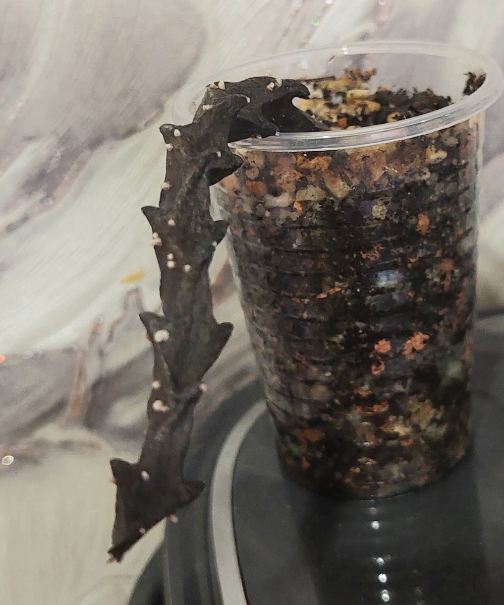 Хвост Дракона.