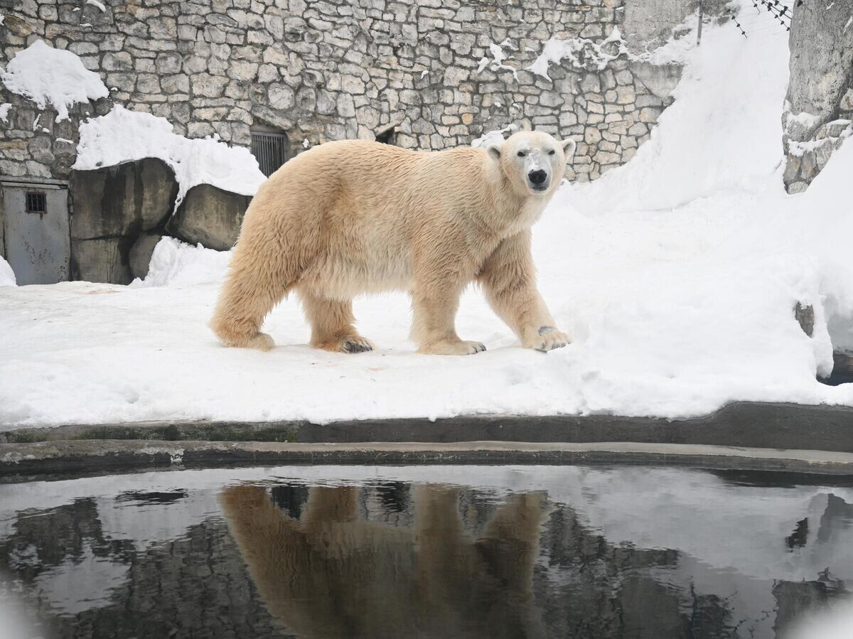    Белый медведь Терпей в Московском зоопарке | © РИА Новости / Максим Блинов