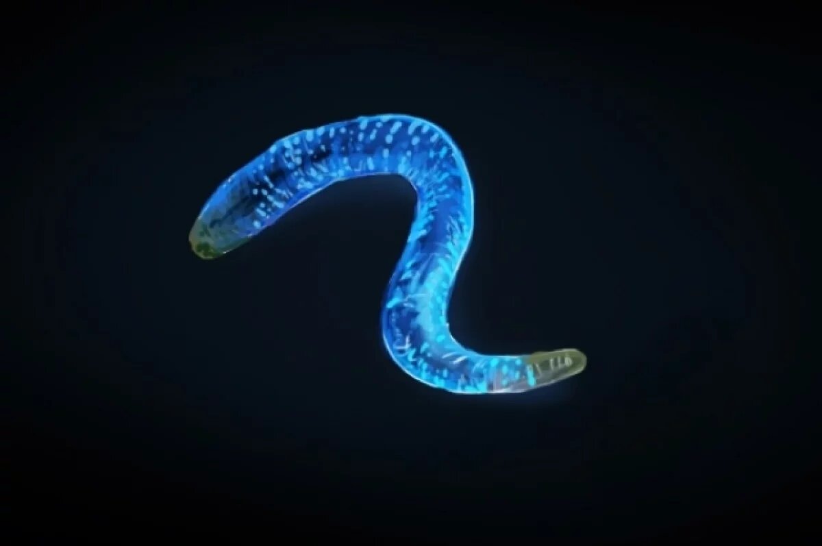    Омские ученые создали косметику от старения из дождевых червей