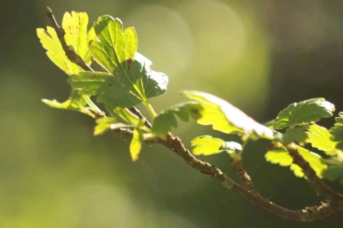    Омичей приглашают на бесплатный лекторий для дачников