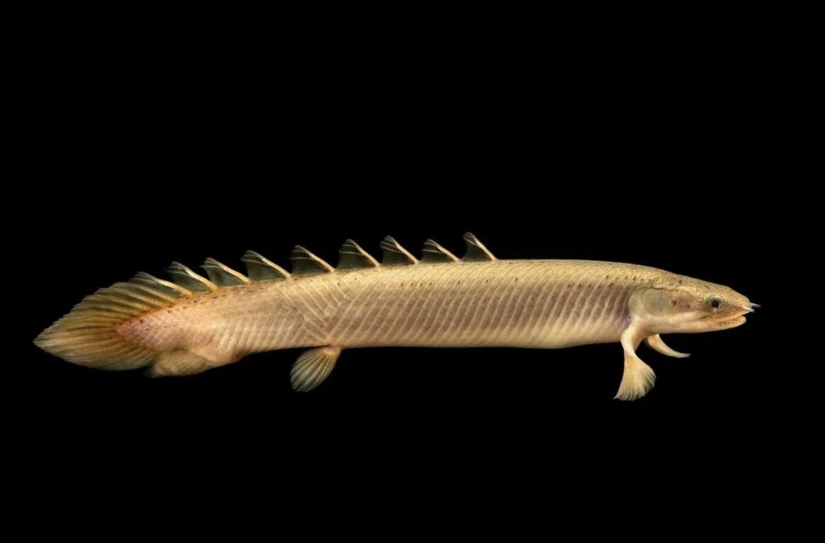 Полиптерус сенегальский