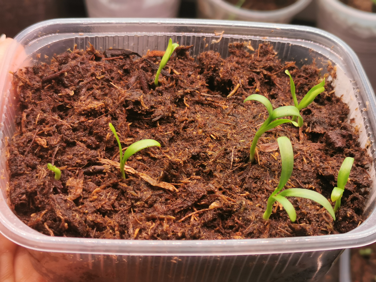 Амсония иволистная - первые 7 всходов