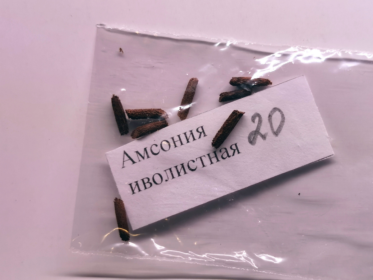 Семена Амсонии Иволистной - достаточно крупные, с плотной оболочкой