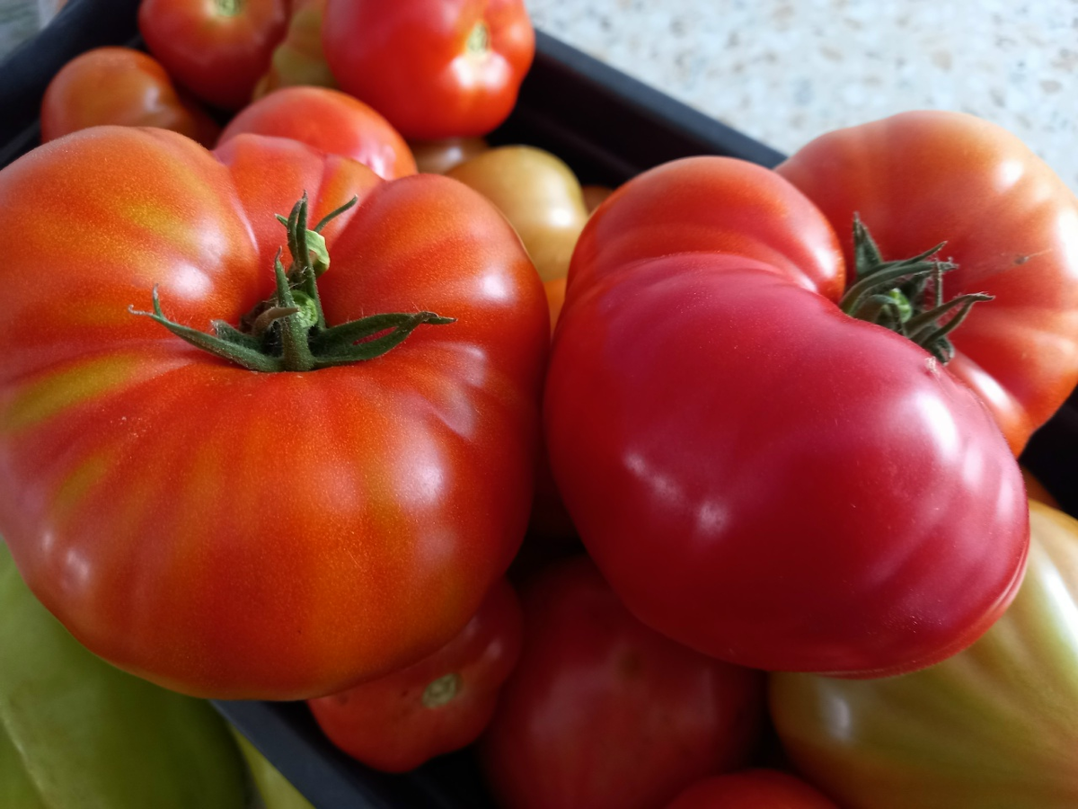 Помидоров мы за лето и осень съедаем много, раздаём тоже вёдрами