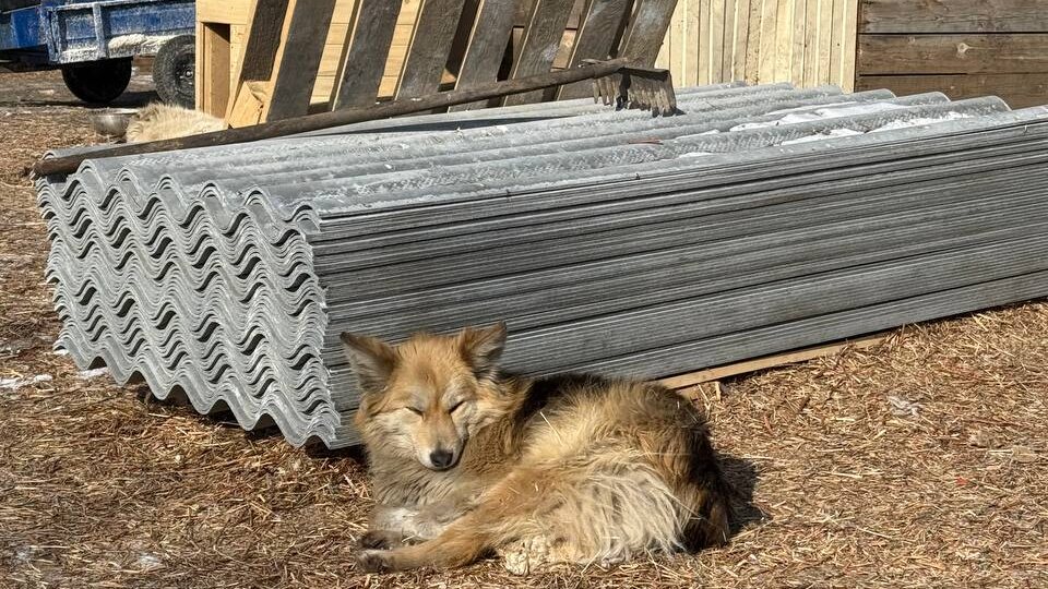 Мы не можем не просить...