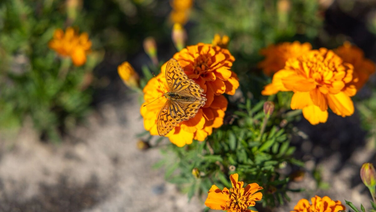    Фото: Федор Воронов/«Ямал-Медиа»