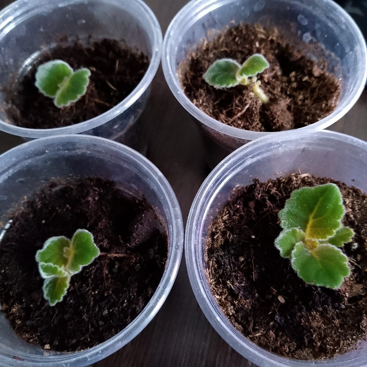 Все клубни высаживаю в 100 мл стаканчики (пока самый большой клубень 4 см)