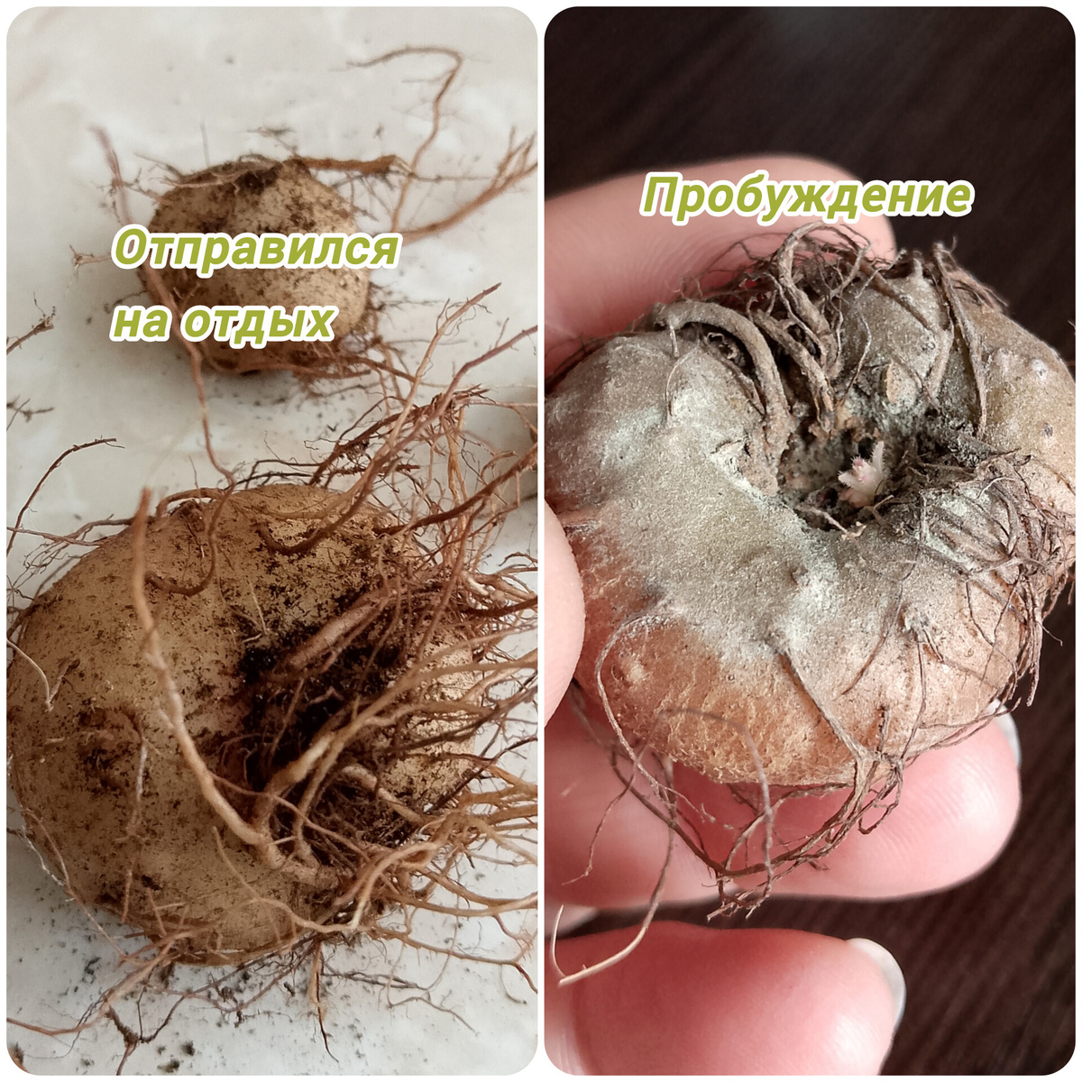 Один и тот же клубень: до отдыха и после