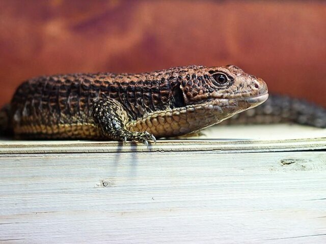    Фото: пресс-служба департамента культуры города Москвы