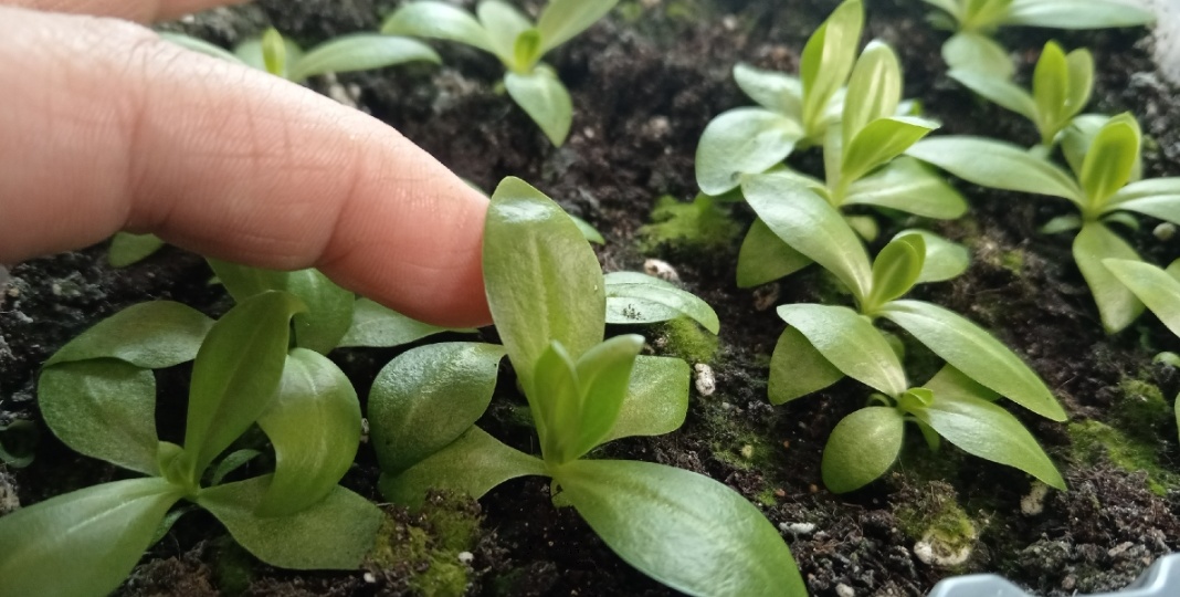 Три главных удобрения для рассады эустомы в марте, в фазе четырех-шести листьев