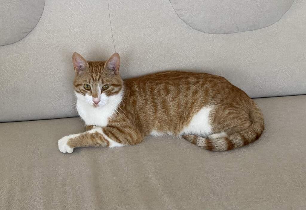    Фото"Веселовские вести" Веселовские вести