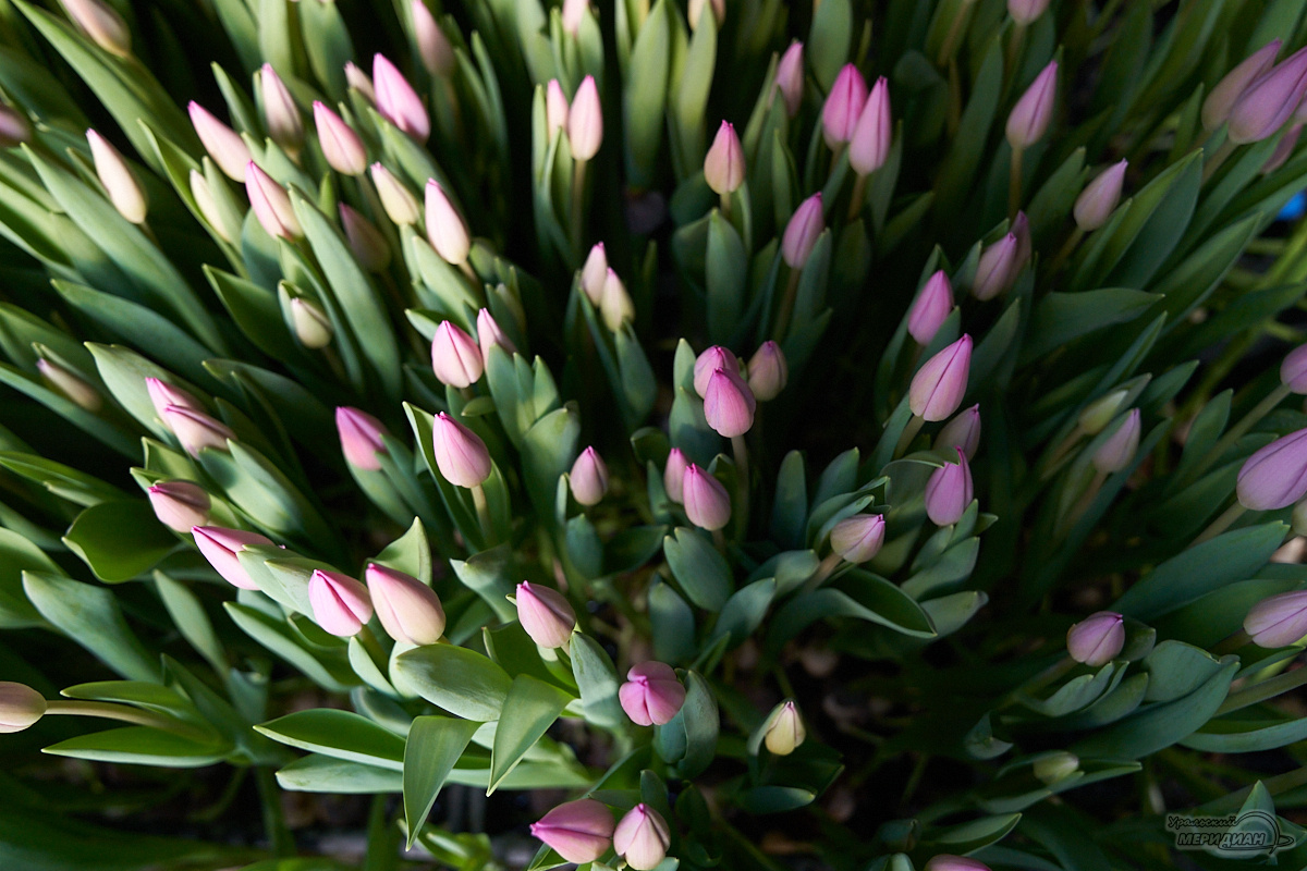    Фото: Лидия Аникина © ИА «Уральский меридиан»