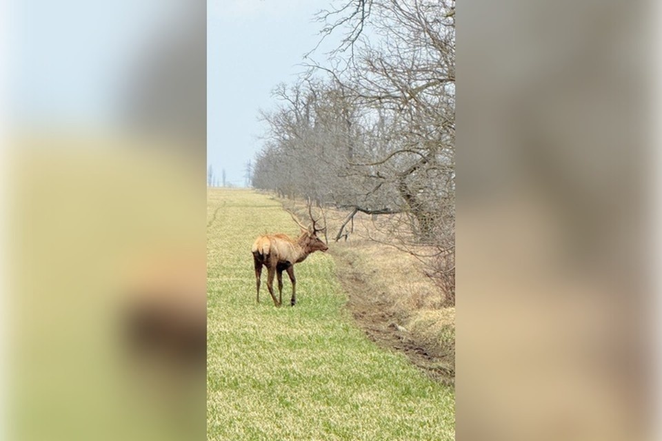    Оленей заметили в полях Каховского округа. Фото: администрация Каховского округа