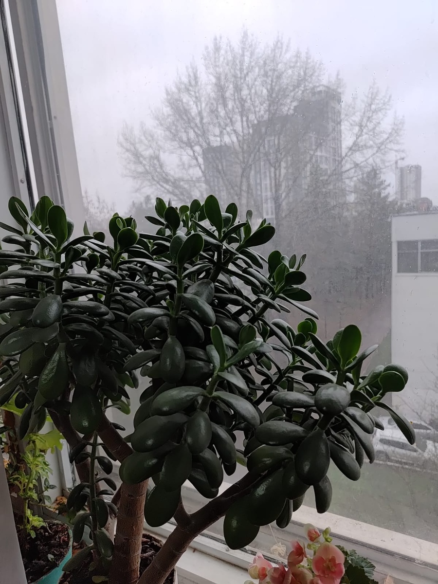     Аҡса гөлөнөң һуты ярҙамында сөйәлде лә бөтөрөп була