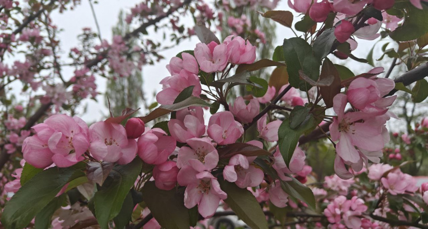    Первый городской канал Калининград