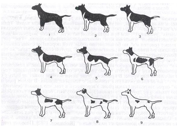 1-Сплошная собака. 2-4-ирландская пятнистость. 5-9-пегость