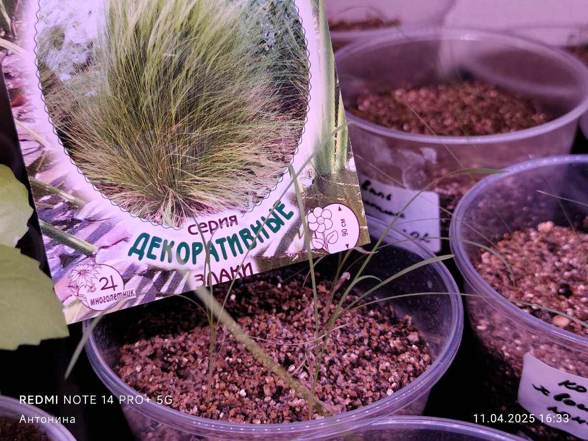 Всходы ковыля сорта Хвостик пони. Посевы прошлого 2025 года.