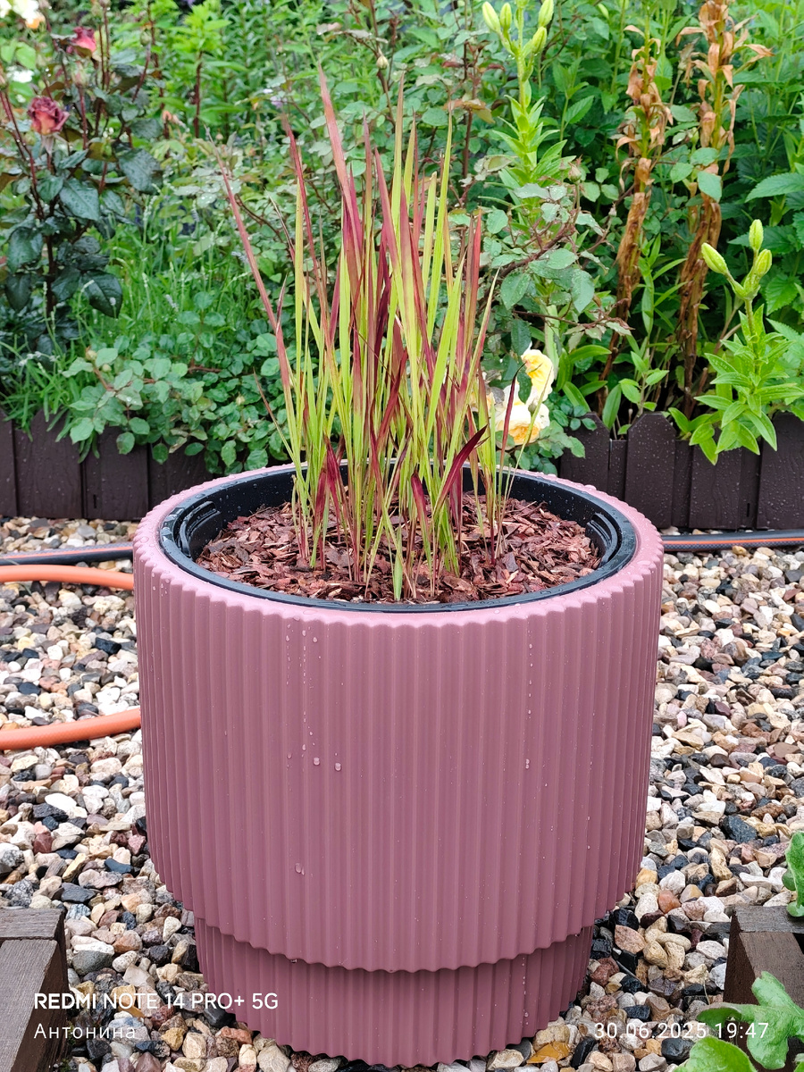 Императа цилиндрическая Ред Барон в кашпо.