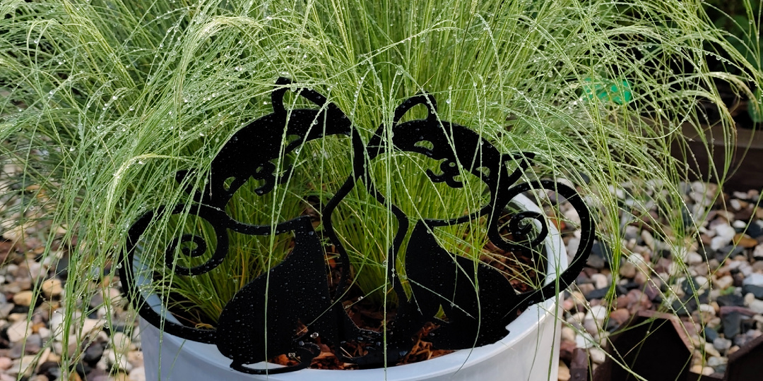 Контейнерный сад. Ковыль в кашпо