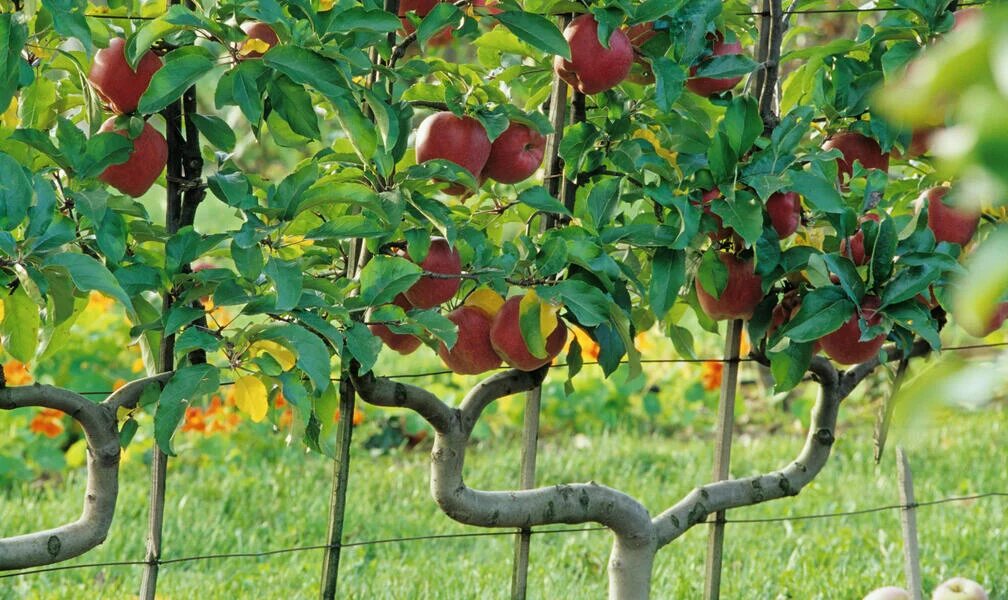 Урожай на яблоне на шпалерах. Фото из открытых источников