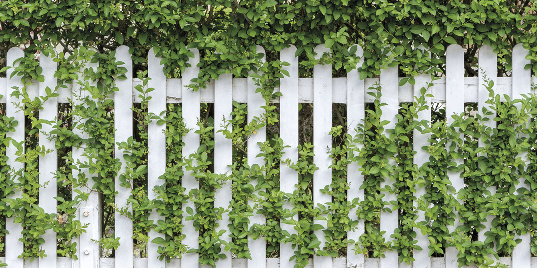 Вводятся новые правила установки заборов на дачных участках: что важно знать