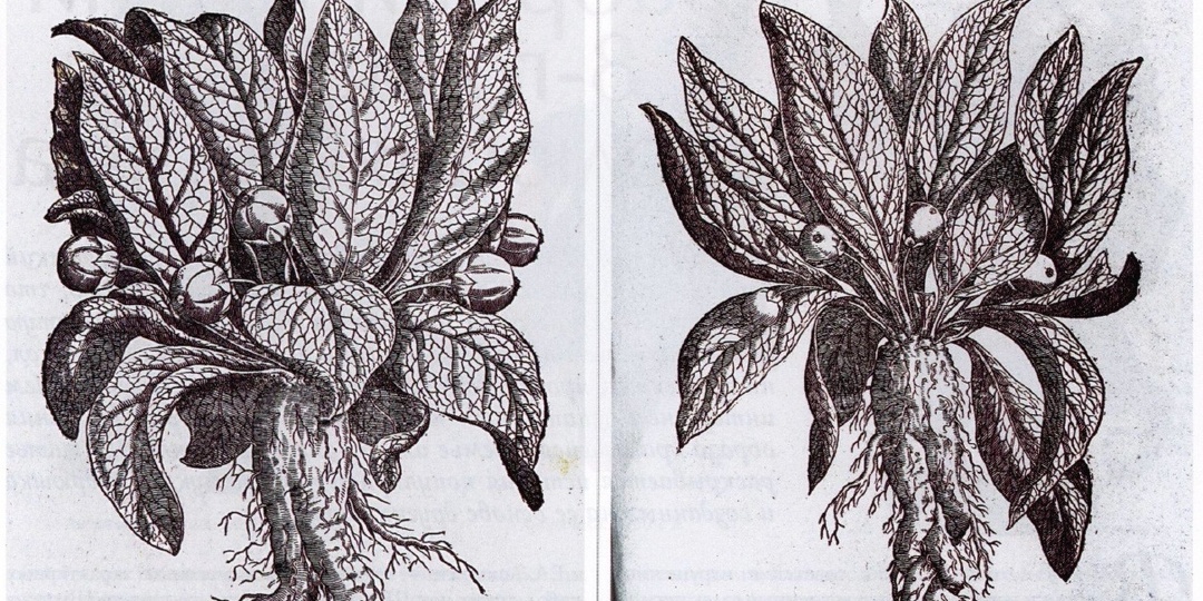 Мандрагора