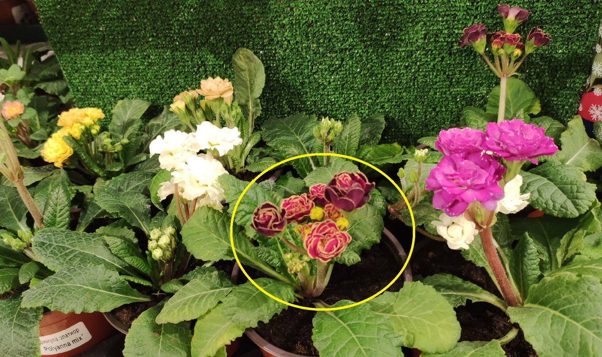 Вот за такими я охотилась. Очень похожа на Touch of Gold.