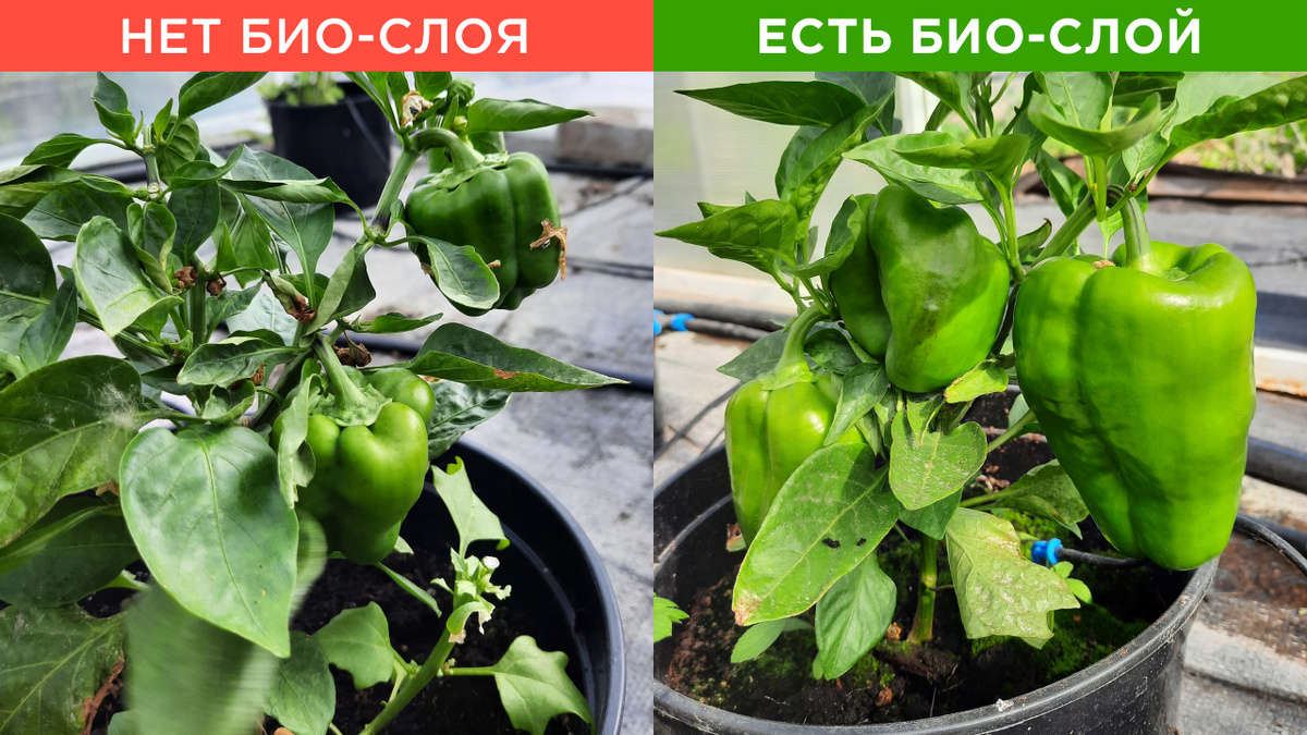 Сравнение урожая в теплицах с применением Актуаль!Био с Био-слоем и Актуаль! без Био-слоя