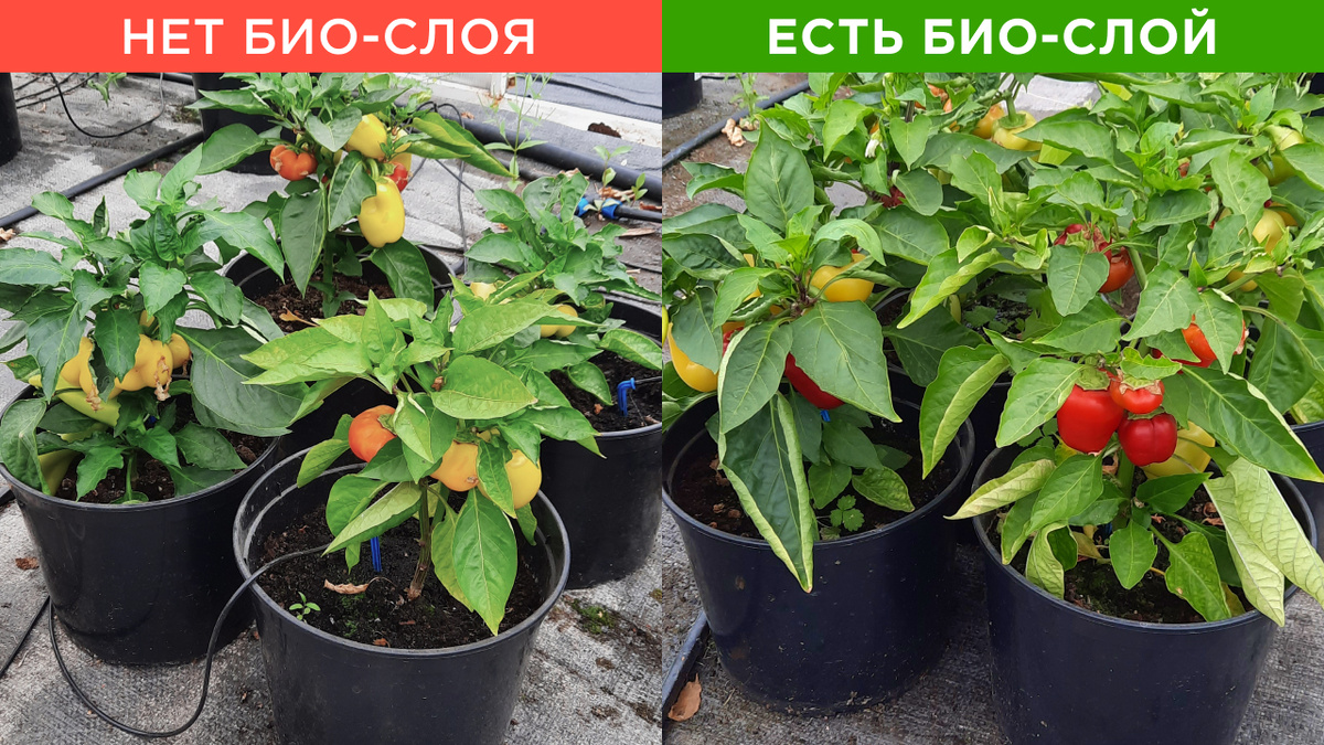 Сравнение урожая в теплицах с применением Актуаль!Био с Био-слоем и Актуаль! без Био-слоя