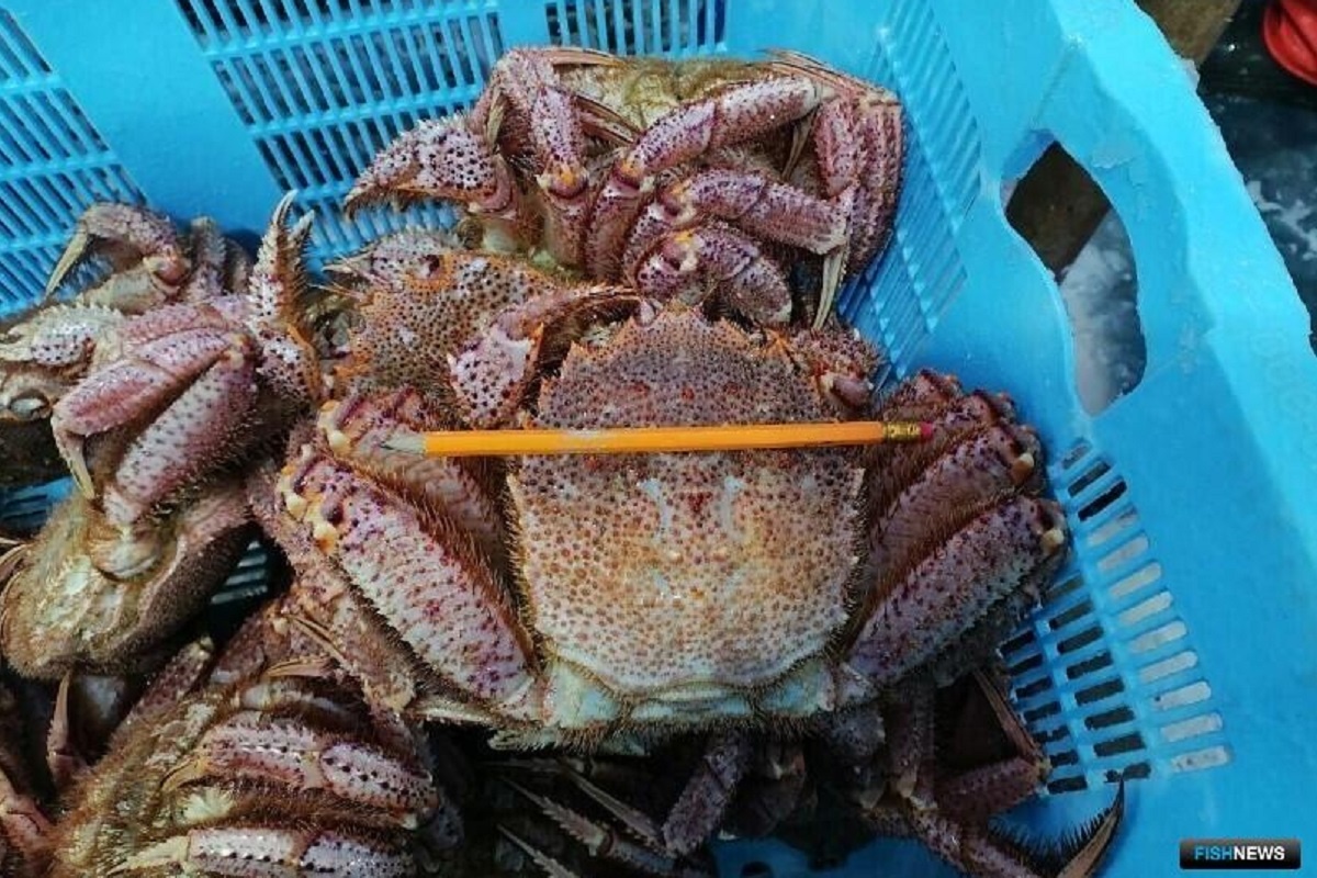    Фото: пресс-службе Всероссийского НИИ рыбного хозяйства и океанографии