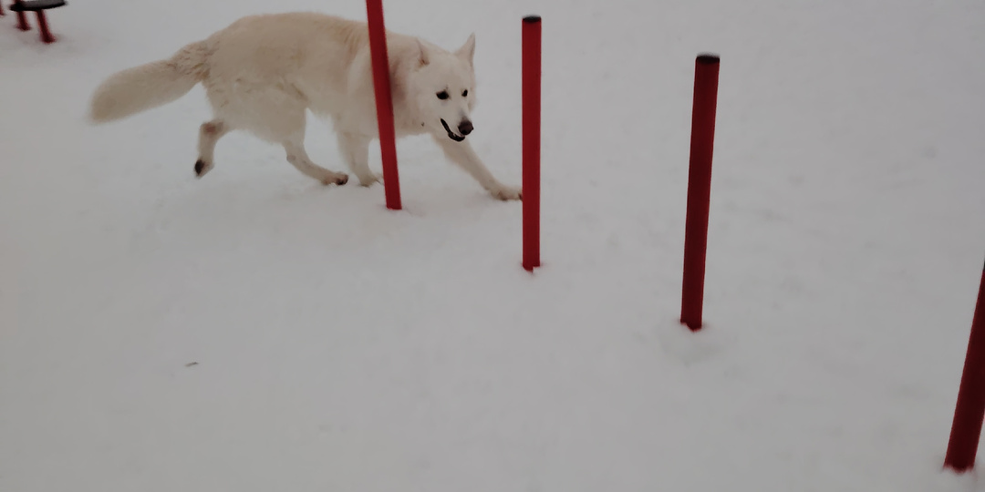 Перлы от собачников. Приключения на площадке.