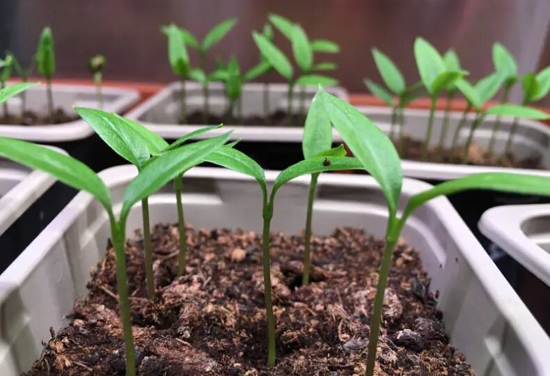 Как защитить рассаду от черной ножки