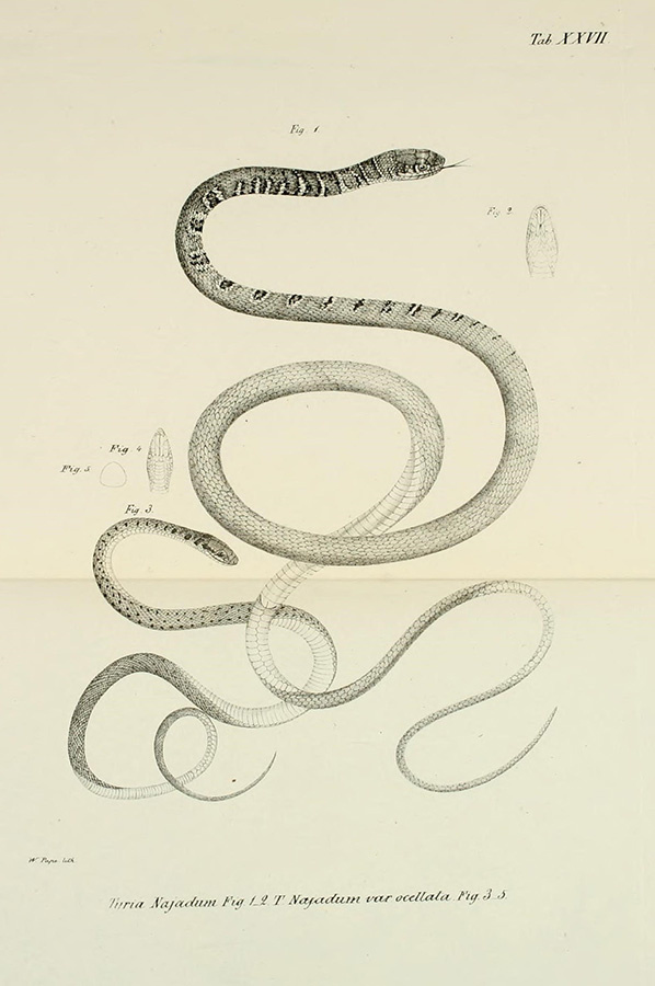 Рисунок Tyria najadum и Tyria najadum var. ocellata из книги «Fauna Caspio-Caucasia nonnullis observationibus novis» (Eichwald, 1841)