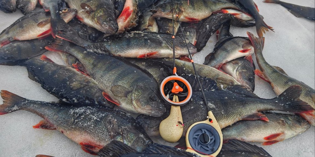 Много окуня? Вроде как да...