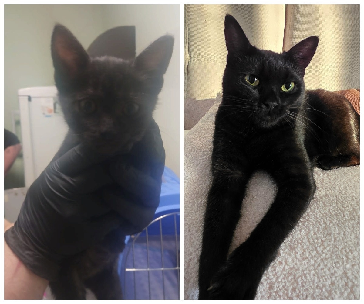 Виво – выпускница приюта.