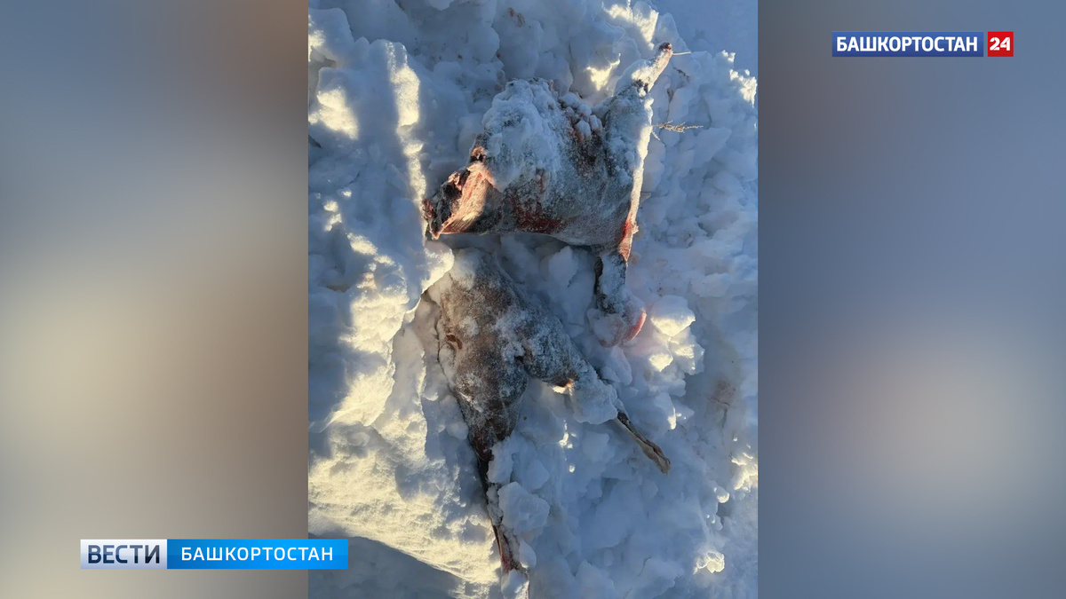    В Хайбуллинском районе Башкортостана сотрудники полиции задержали браконьера, застрелившего косулю